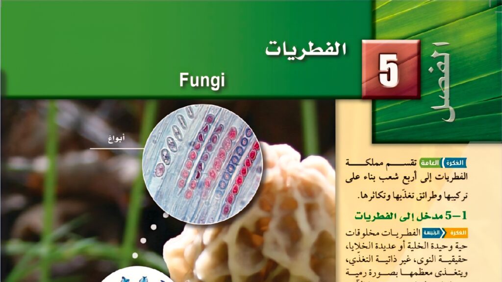 حل الفصل 5 الفطريات